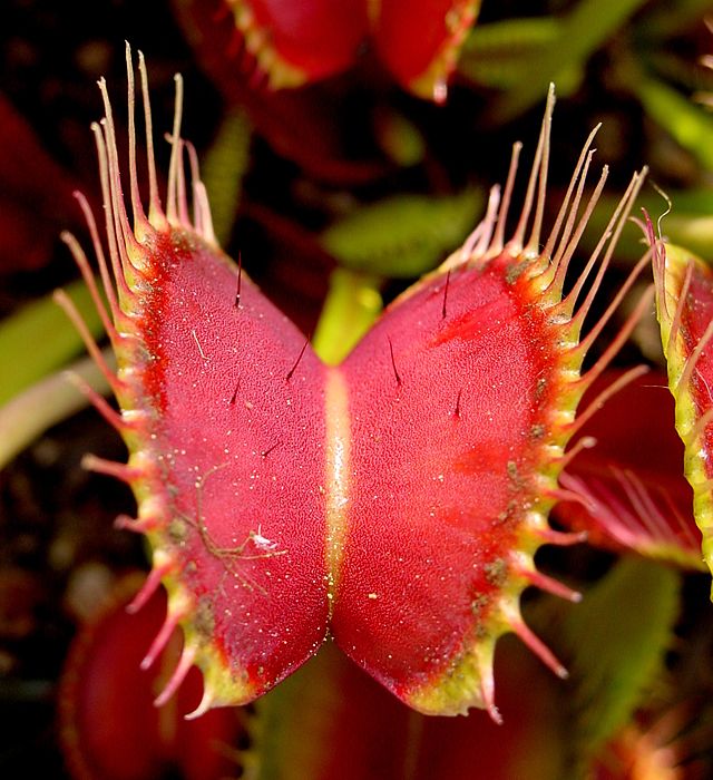 Venus fly trap CC BY-SA 2.5