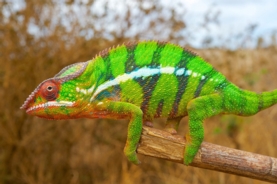 chameleon 