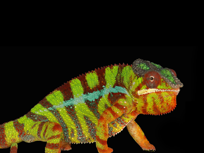 chameleon
