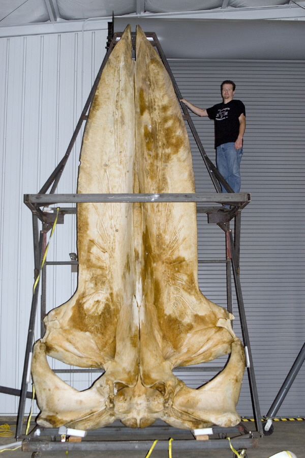 blue whale skull