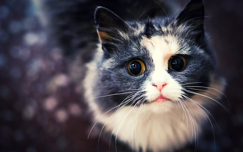 Image source