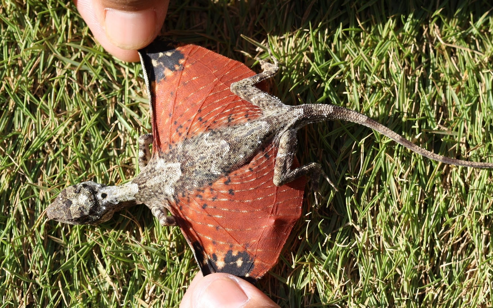 draco volans flying dragon