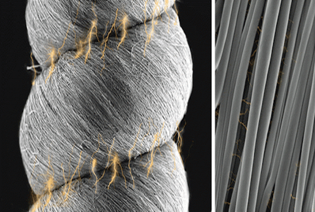 Kevlar nanofiber