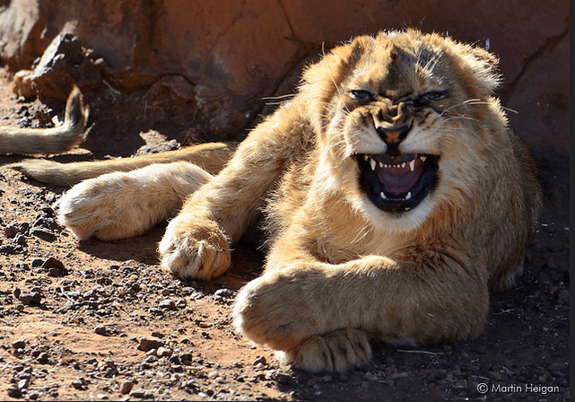 lion baby cub