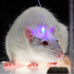 Scientists create artificial link between unrelated memories