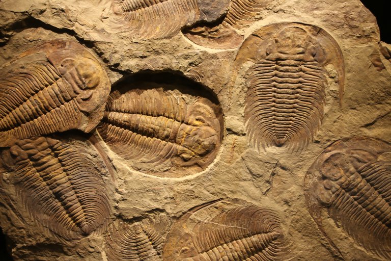 There is No “Missing Link” in Evolution