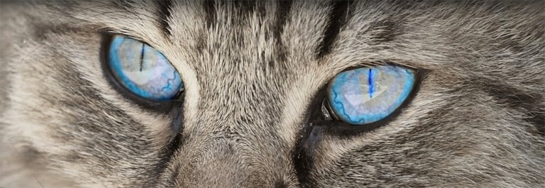 How To Understand What Your Cat is Saying to You