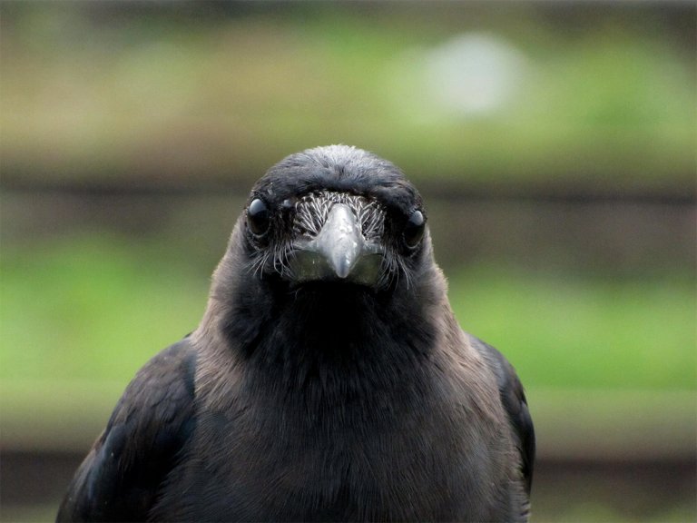 Watch: The Amazing Intelligence of Crows