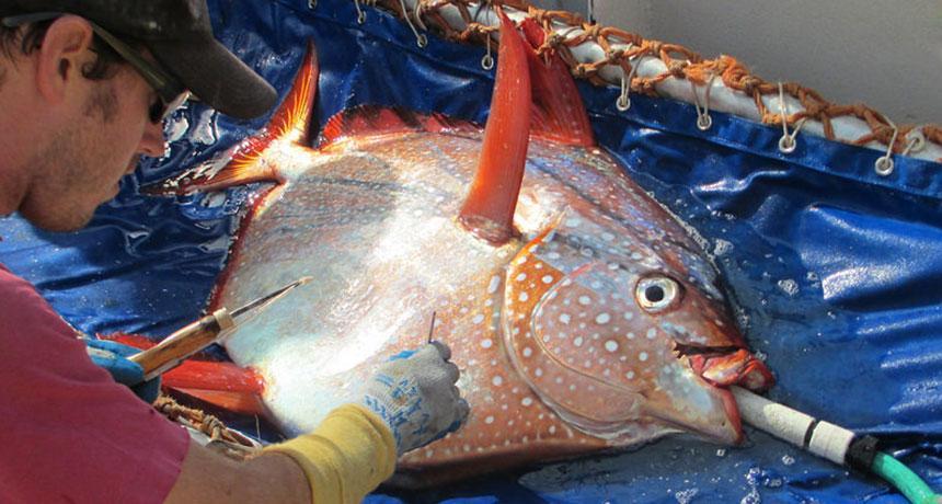 opah breathing