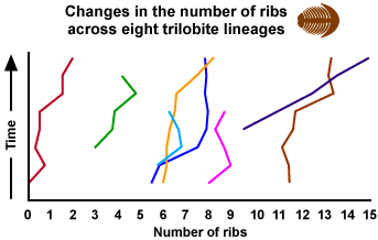 trilobite change evolution