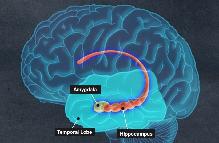 Research solves mystery of memory and mood