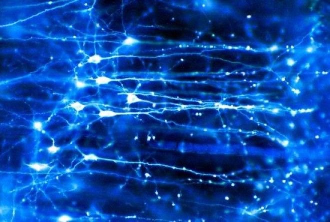 Neuroscientists capture the moment a brain records an idea