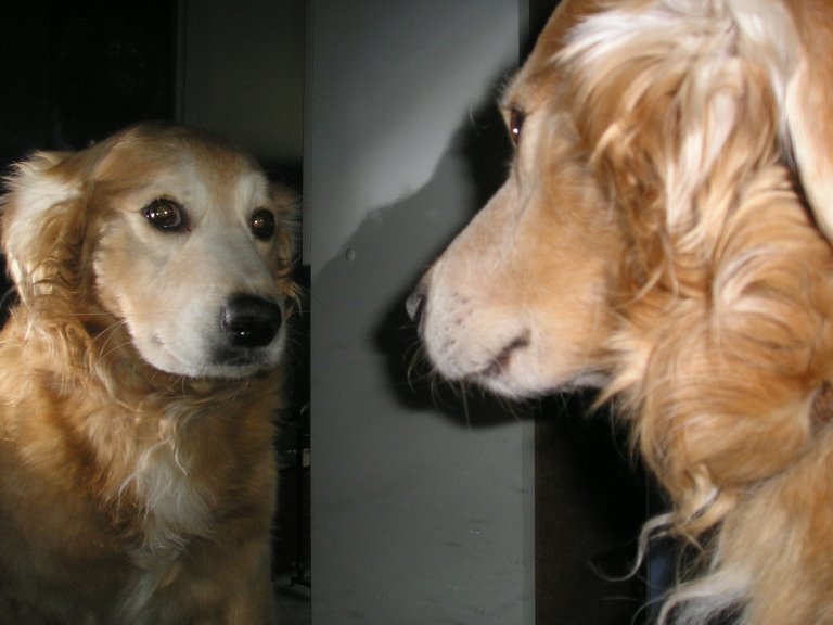 New study claims that self-awareness is not unique to mankind