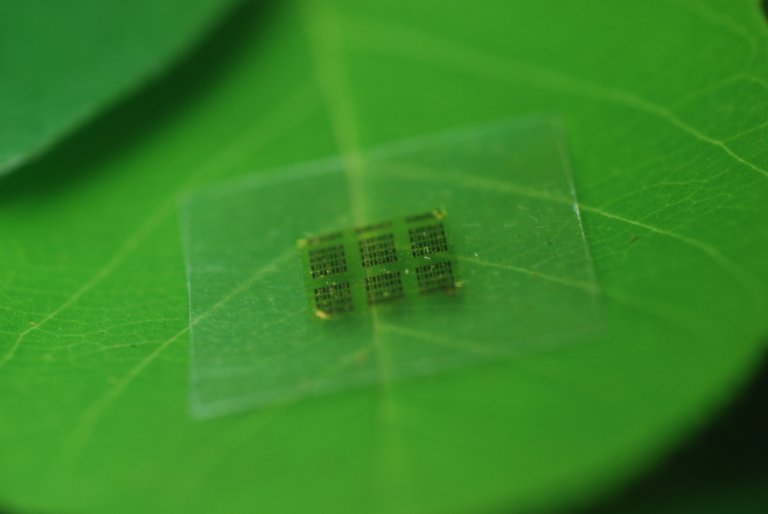 Computer Chips Made of Wood Could Help Curb Electronic Waste