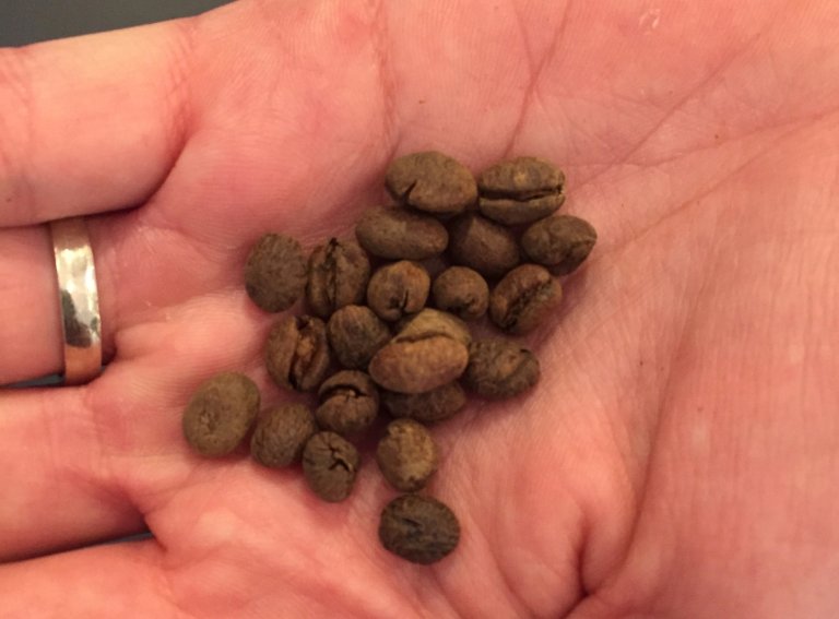 This Startup Made a $5 Cup of Poop Coffee Using Biotech