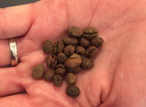 Civet Coffee Beans