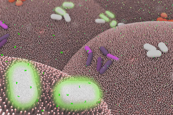 MIT Engineers Develop Basic Computing Elements for Bacteria