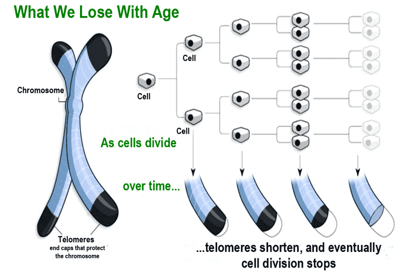 Telomere-what-we-lose-with-age