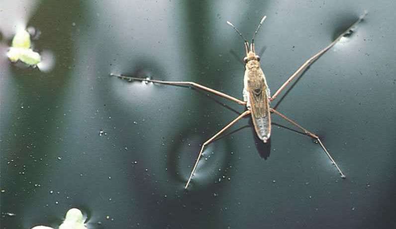 Water Strider