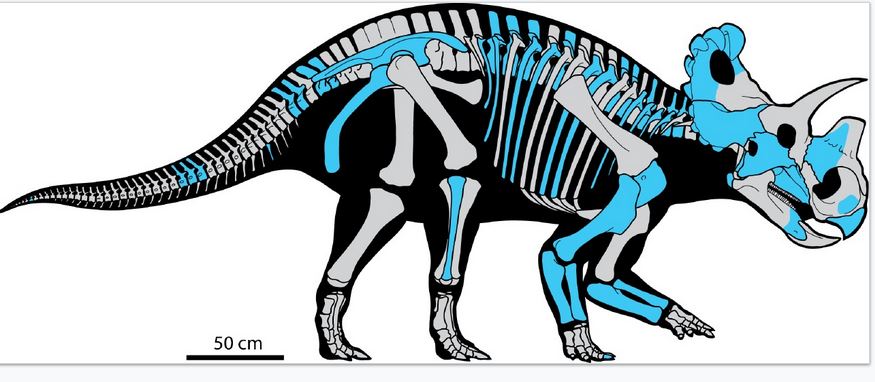 Wendiceratops Schematic