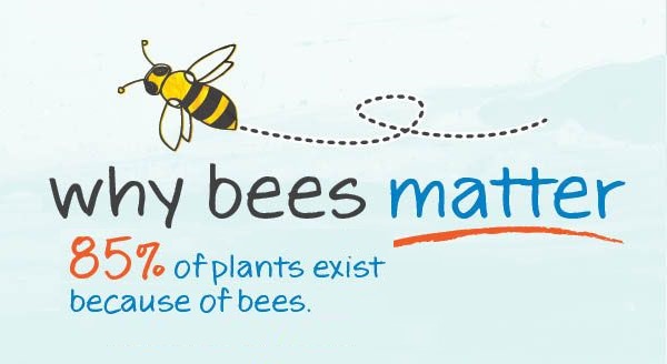 bees ccd