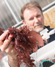 dulse1