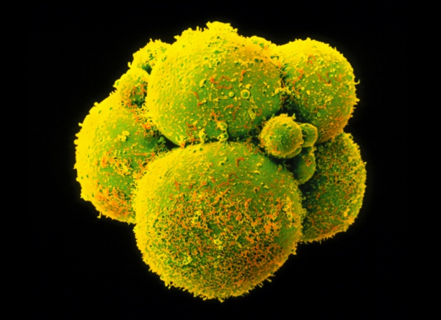 embryo
