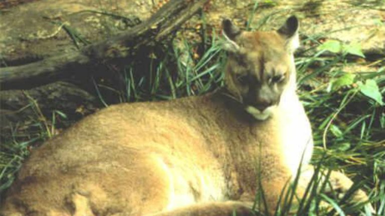 Eastern Puma Declared Extinct