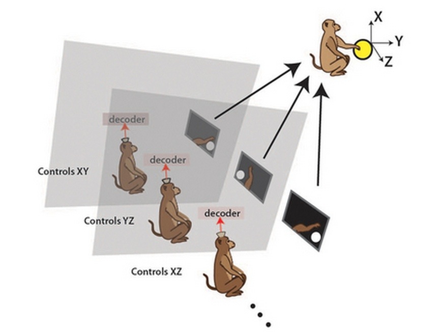 monkey-brain-interface