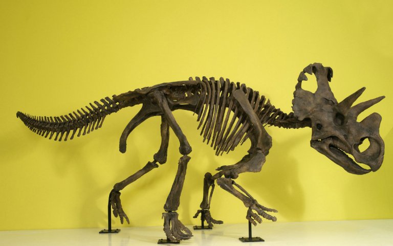 New Species of Horned Dinosaur Resembles The Triceratops