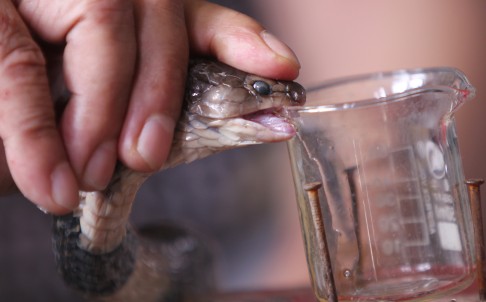 How Inserting Venom-Producing Genes From Snakes into Yeast Can Save Lives