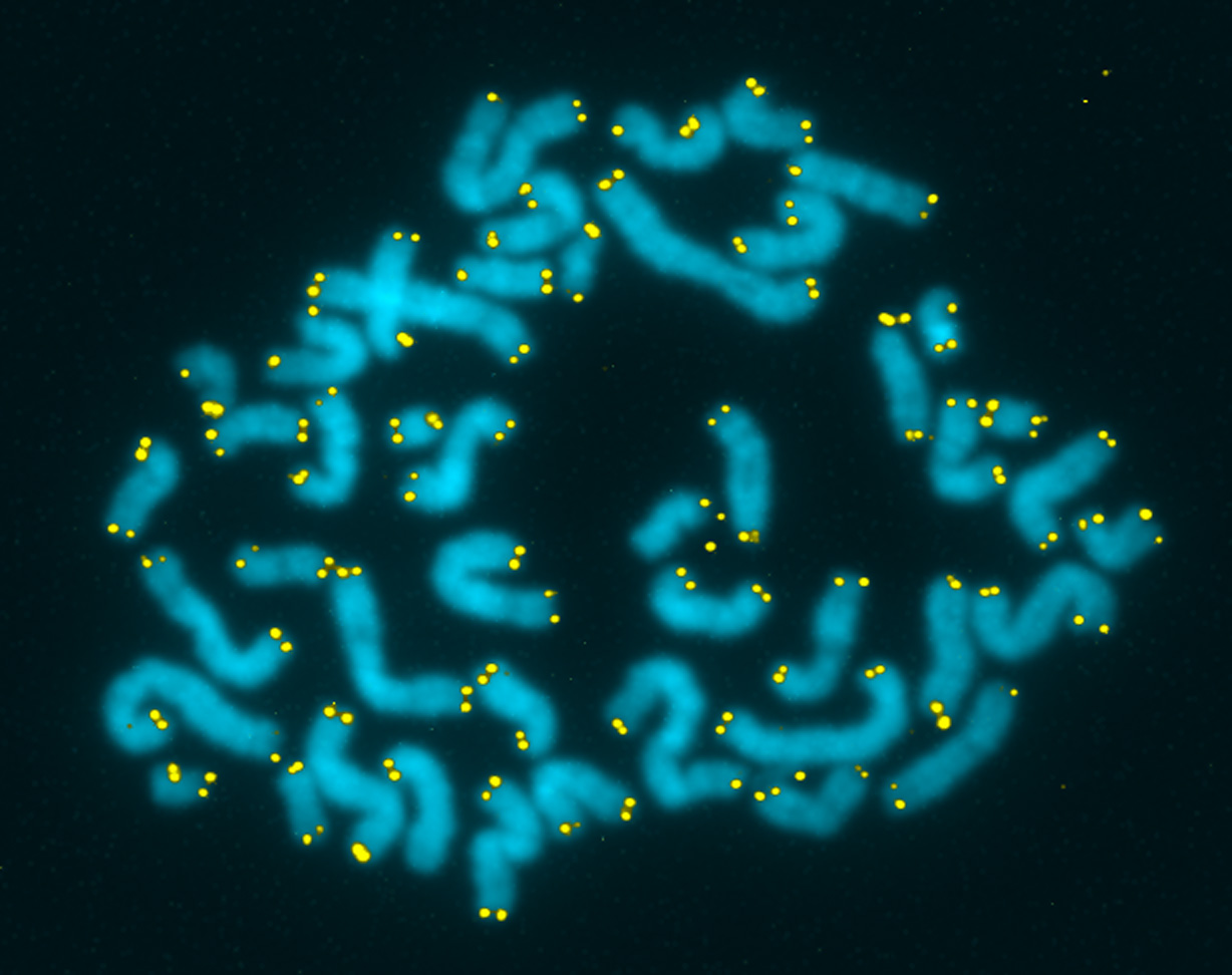 what-are-telomeres