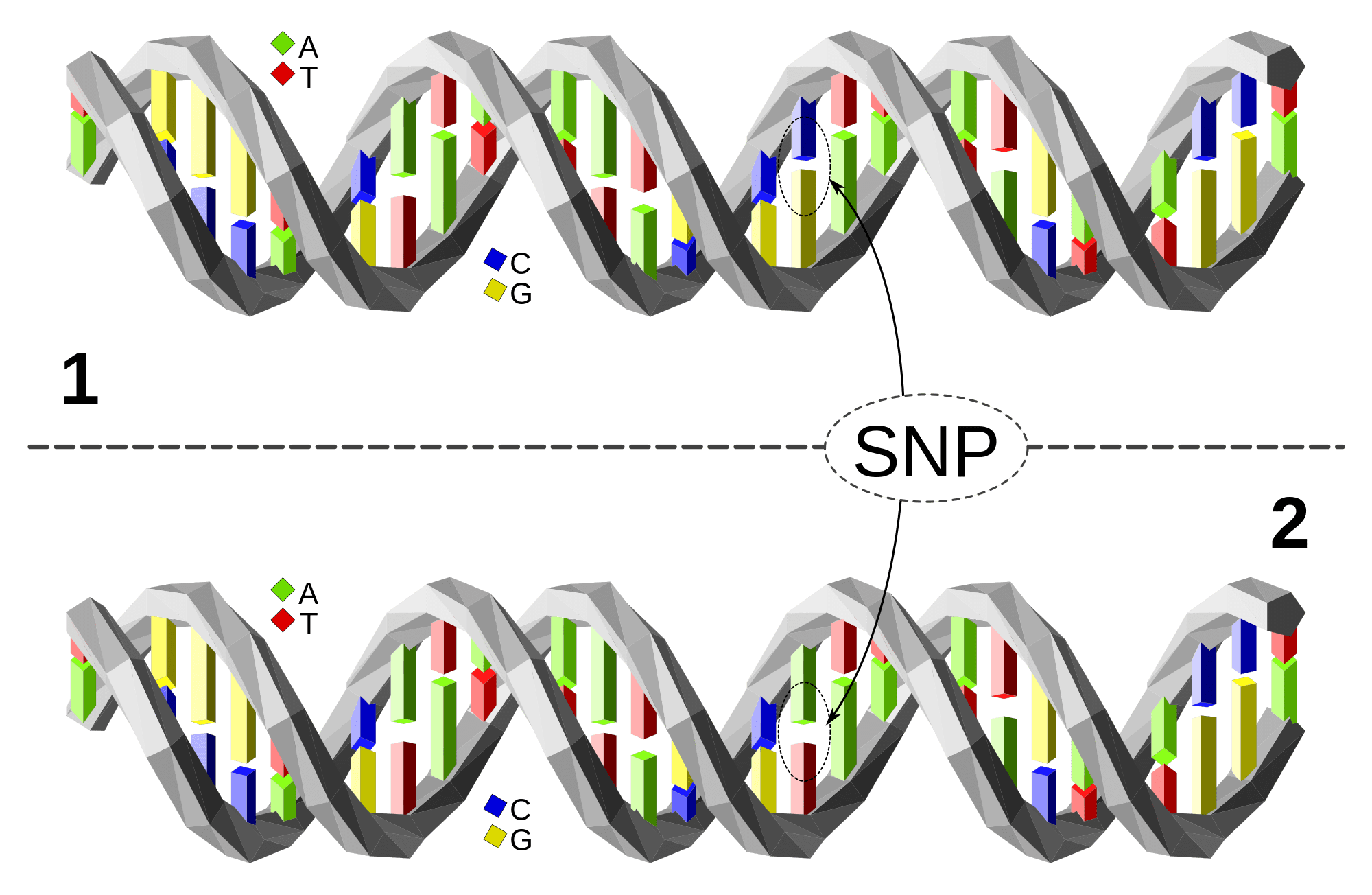 2000px-Dna-SNP.svg