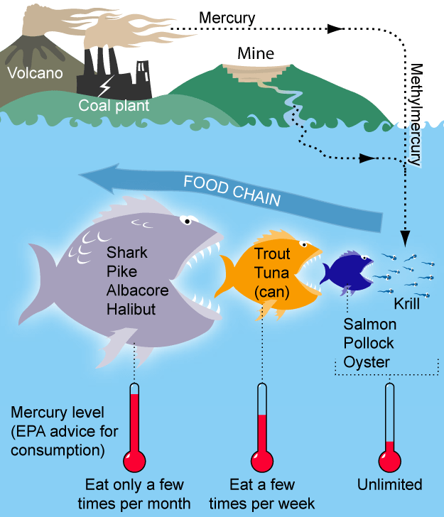 Mercury Food Chain 