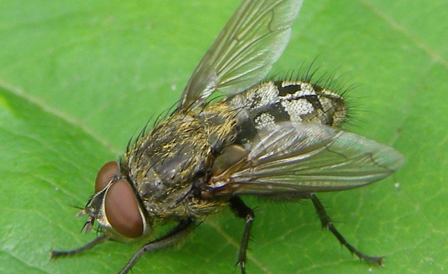 Pollenia-sp-Cluster-fly-20100718a