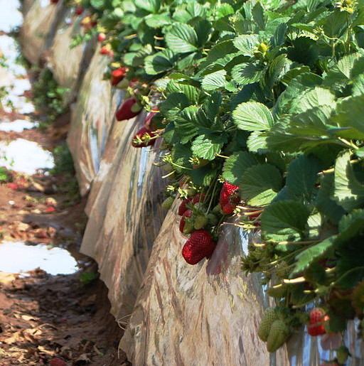 Strawberry Fields Forever