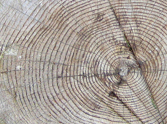 tree ring