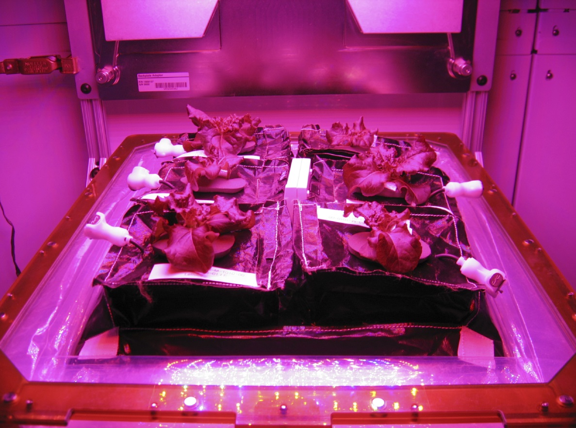 Veg-01 prototype