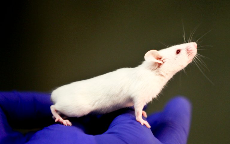 Researchers Create ‘Super-Smart’ Mice with a Single Gene Mutation