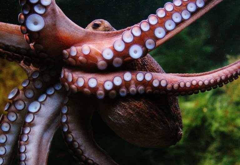 Evolution 101: No, an Octopus Is Not an Alien