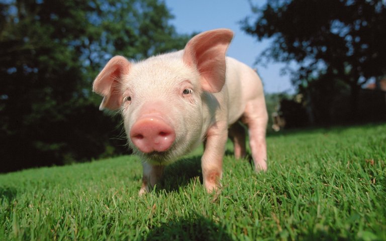 Scientists Genetically Modify Pigs to be Resistant to Incurable, Deadly Disease