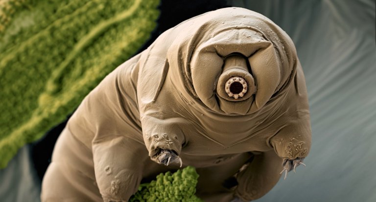 Tardigrades: The Micro World Meets the Macro World