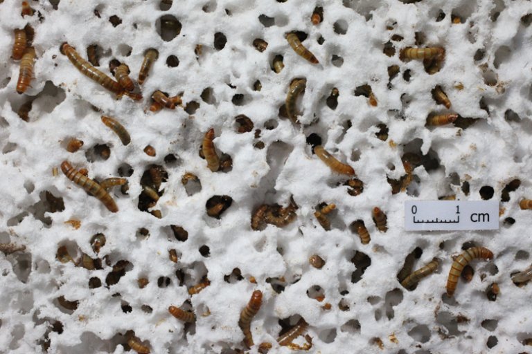These plastic-eating worms could solve global waste problems