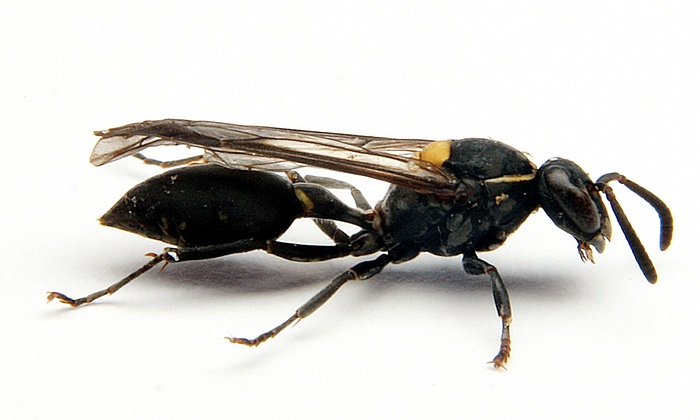 Brazilian wasp