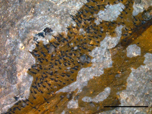 With a microscope, Pentecopterus hairs are visible. Scale bar 1 mm. Image by James Lamsdell.