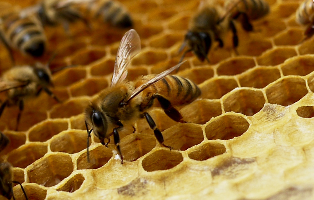 honeybee hive