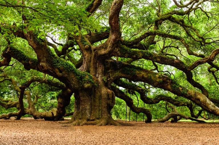 Scientists release the first draft of the “tree of life” of 2.3 million species