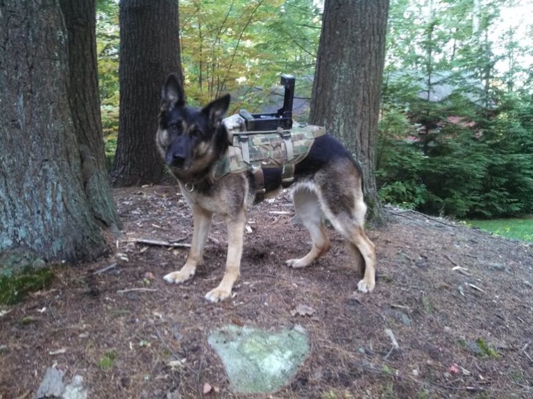 Dog’s eye view: Cerebus allows handlers to see what a canine sees
