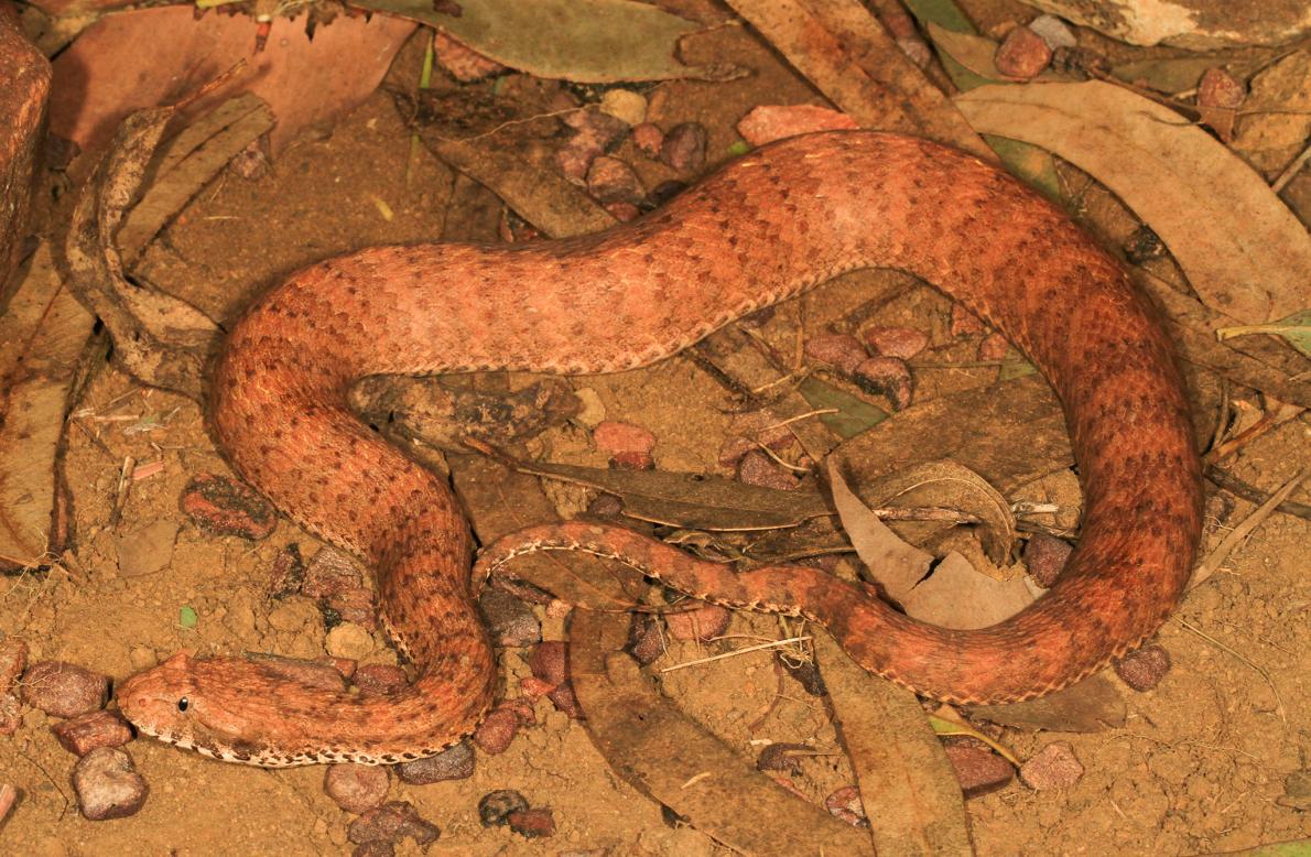 death adder