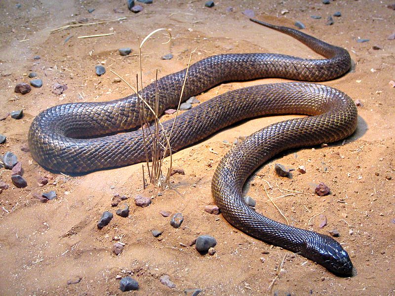 fierce snake inland taipan